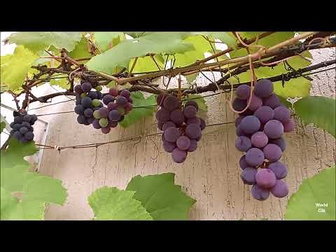 COMO PLANTAR UVA EM VASO, Videira em Vaso produzindo