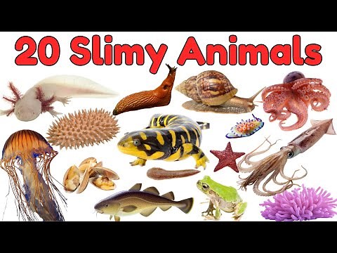 20 Slimy Animals for Kids | Fun Facts About Slippery, Gooey, and Squishy Creatures#slime #animals