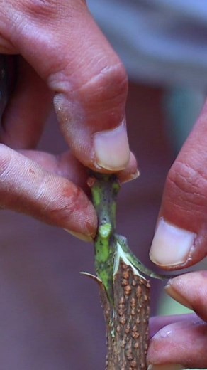 How to graft fruit trees | GraftingPlants