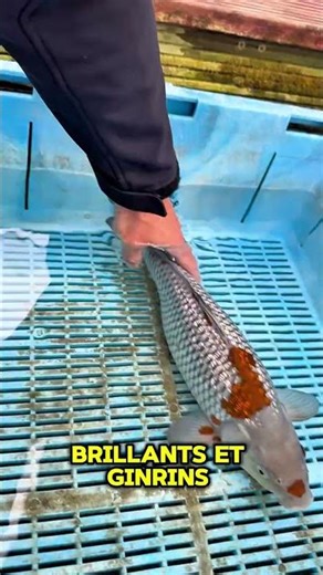 🎥 Aujourd’hui, Romain vous fait découvrir une variété de carpe koï qui intrigue et séduit de plus