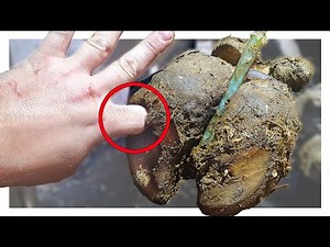WHAT'S AT THE BOTTOM OF THE HOLE IN THIS COWS FOOT?