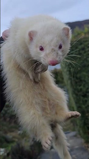 Freshly caught wild ferrets....