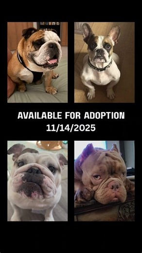 Just a few of our adorable adopt-a-bulls! 🐾 Shorty #b2tr2025Shorty Shorty is all about nonstop wiggles, new experiences, and plenty of fetch practice. He's looking for an active family who’ll show him the world and keep the cheese and tennis balls well stocked. If you want a loyal goofball with a huge heart and an Olympic-worthy dedication to playtime, Shorty is ready to join your adventure. Age: 3 ✔️ Dog friendly ✔️ Cat friendly ✔️ Kid friendly (ages 6 ) Shorty does have some hind-leg lameness