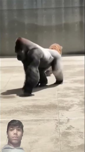 Silverback DESTROYS Tiger - SAVESBaby #shorts #wildlife #silverback