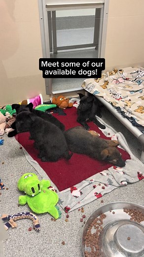 We have many sweet pups who are ready to go home for the holidays! 💙 Come by this weekend to meet them, no appointment needed! We’re open 12 p.m. - 6 p.m. #dogs #dogsoftiktok #cutedogs #adoptme #rescuedog
