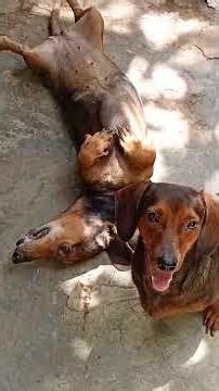German shepherd & Dachshunds #dachshund #cute #animals