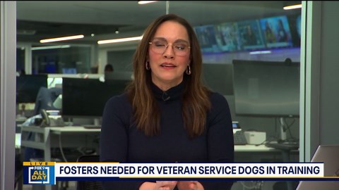 Foster parents needed for vet dogs in training