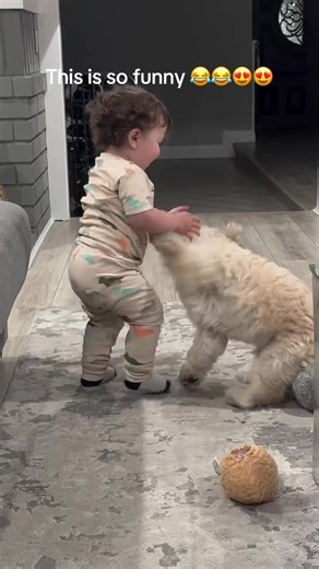 This is so funny 😂😂😍😍😍❤️❤️ #shihtzupuppies #playing #viral #beautiful #adoptme
