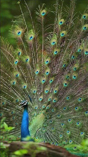 A peacock peacocking 🦚