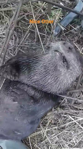 # Otter # 330 Conibear # crossover