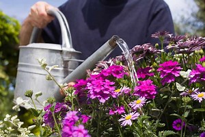 How to water your plants