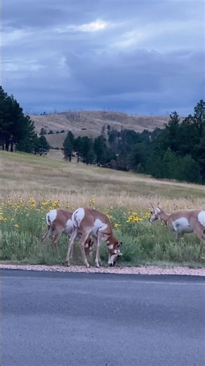 Pronghorn aka American Antelope #nature #animals