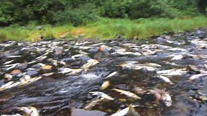 139K views · 337 reactions | If you havent already seen Salmon...