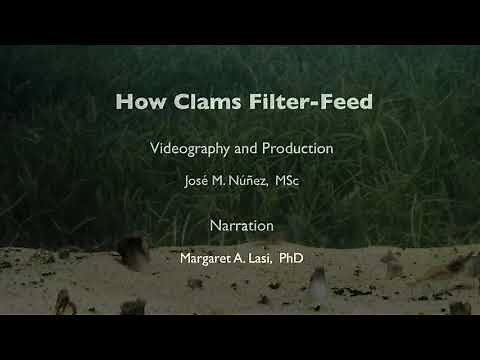 How Clams Filter-Feed