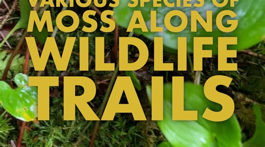 Various species of Moss along Game Trails