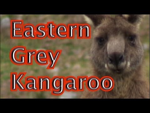 Eastern Grey Kangaroo - Australian Animals