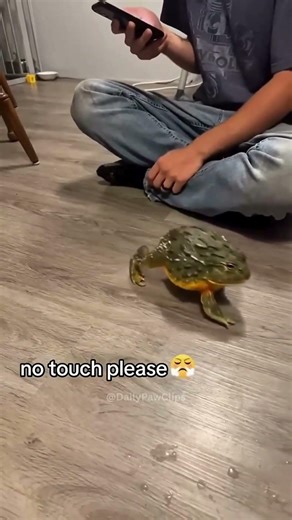 Why is this tiny frog so ANGRY? 🐸💢 #frog #pets #shorts