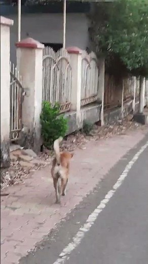 Dog peeing over other dog's pee | Dominance behavior in dogs #dogbehavior