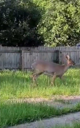 Deer Jumping a 6 Foot Fence.... please like and subscribe..