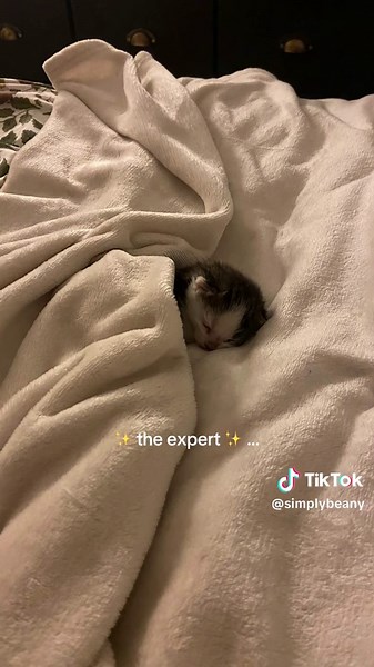 SimplyBean on TikTok