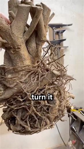 How Tree Stumps Are Turned Into Art