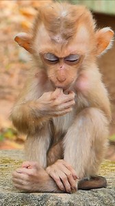 3.4K views · 35 reactions | Pity on skinny abandon monkey no food #reelfb #fbreel #wildlife #monkey #video #Leo #Libby #Lily #Rainbow #newbornbabymonkey #babymonkecried #poormonkey #skinnybabymonkey #reallifemonkey #cried #Luna #Luno #Lucie #babycry #cutebabymonkey #babymonkeycry #newbornbabymonkey #facebookpost | Million Monkey | Facebook