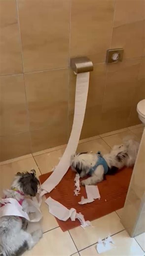 Birgit Dal Ri (@birgit255)’s videos with Amore Mio - Frank Michael