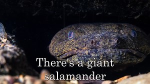 27K views · 709 reactions | Salamanders + surf rock = HELLBENDER! In...