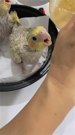 These Baby Cockatiels Love Hand Feeding So Much.