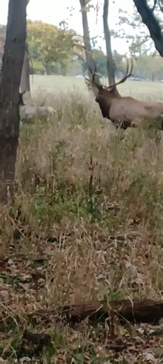 Nivia Helen Roman Liddell on Reels