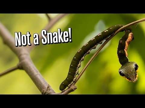 Top 5 Animals With INSANE MIMICRY! - Nature's Best CAMOUFLAGE🐙