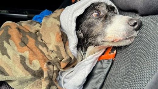 Hazlet patrolman rescues geese-chasing Border Collie