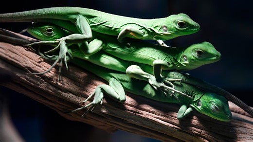 HERPS exotic pet expo brings creepy-crawlies to Taylor County