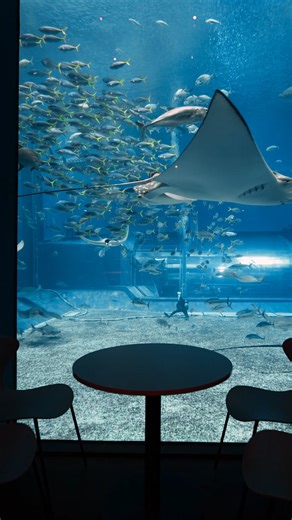 海洋博公園・沖縄美ら海水族館 | ゆったりと、生き物たちを眺めよう。 「カフェ オーシャンブルー」 水族館内にあるカフェ「オーシャンブルー」。 店内からは、 ジンベエザメやナンヨウマンタなどが悠々と泳ぐ 「黒潮の海」大水槽の景色をお楽しみいただけます。 柱で仕切られた水槽側の席は、... | Instagram