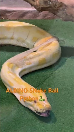 ALBINO SNAKE BALL PYTHON🐍 #wildlife #shorts #viralshorts