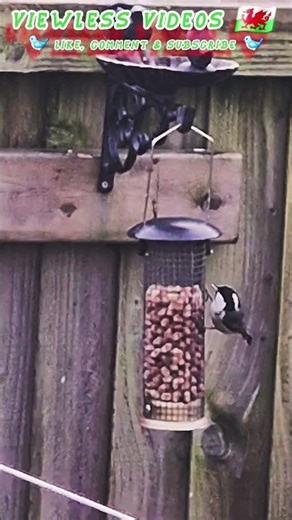 This little bird finally tried the peanut feeder 🐦 #backyardbirds #gardenbirds #wildlife