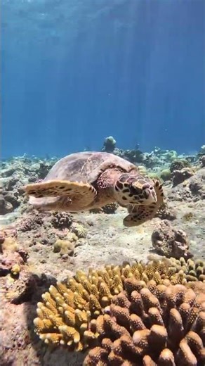 You Won't Believe the Hidden World of Underwater Beauty on GoPro #gopro #underwater #maldives