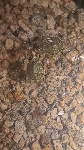 🐢🐢 fighting over one, can't see others