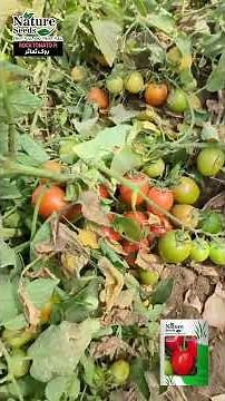 Tomato Rock F1 Hybrid Review | High Yield Hybrid Tomato for Commercial Farming | Moon Star Seeds