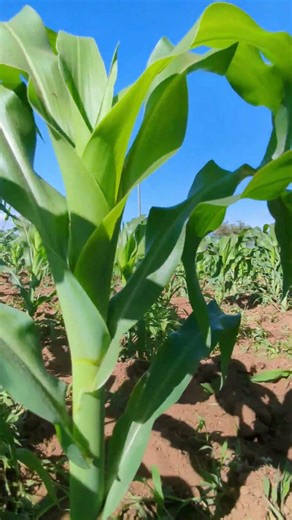 Hand hoe weeding #youtubeshorts #weedmanagement #shorts #shortvideo