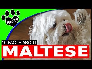 Top 10 Interesting Facts About Maltese Dogs 101
