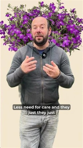 Did you know you can grow lobelia from cuttings?