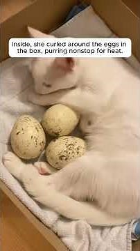 The Cat Found 3 Eggs and Did THIS ❤️ #shorts
