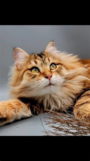 10 days ago Aries should have died due to liver, kidney and heart failure. He is alive, home and recovering now due to an incredible vet support team that refused to accept that. The director monitored and treated him 24/7 for 3 days and even brought in a camping cot to sleep at the clinic with Aries. His daughter, my vet and the techs took time on their own to see how they could help, keep me updated and keep hope alive He is home and recovering, eating, drinking and hapy to be home and cuddlin