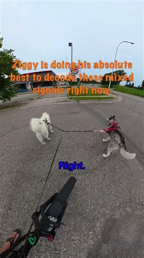 Ziggy deserves an award for dealing with me 😭 #urbanmushing #husky #puppy #huskylife