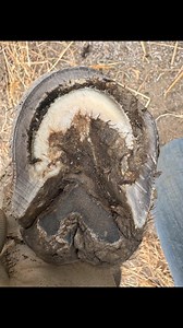 2.9K views · 25 reactions | Mini Donkey Jack gets a Hoof Glow Up! 﫶 #donkeyhooves | Holistic Hooves by The Donkey Farrier | Facebook