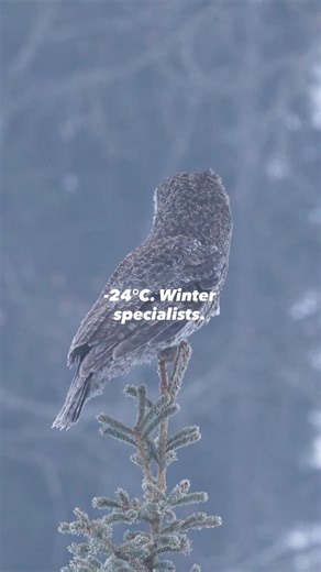 Last night it was -24°C and these Great Grey Owls just carried on hunting for their next meal. They will actually hunt and eat more when it is cold. Digestion generates heat, so the colder it gets, the more actively they need to hunt. A remarkable adaptation to life in extreme winter conditions. #GreatGreyOwl #CanadianWildlife #NaturePhotography | Ken Anderson Photography