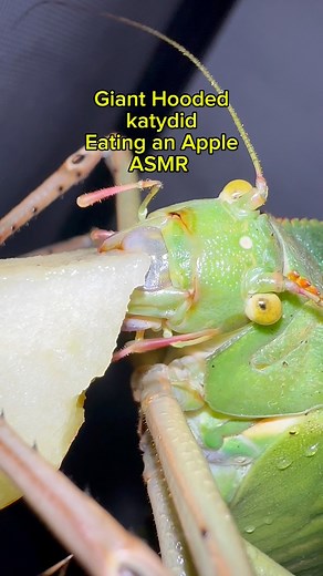 Listen to that crunch! 🔉 these giant hooded katydids love a fruit snack! Today’s choice is Apple l, it keeps her busy while I clean and refresh her enclosure #katydid #giantinsects #coolpets | Jumping spider & Moth life