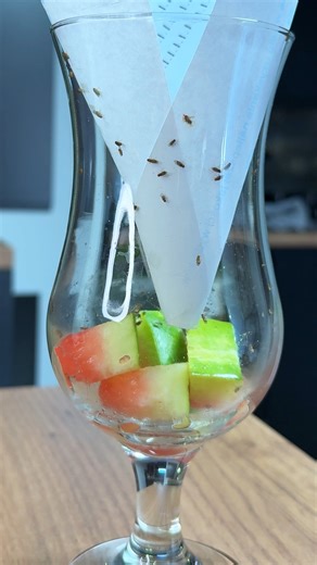 1.2M views · 5K reactions | DIY fruit fly trap that actually works - How to get rid of fruit flies fast #homehacks #lifehack #cleanhome #unitedstates | Turbo Tips | Facebook