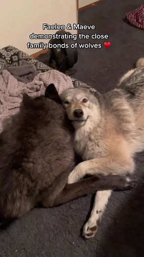 The Family Bonds of Wolves: A Heartwarming Tale